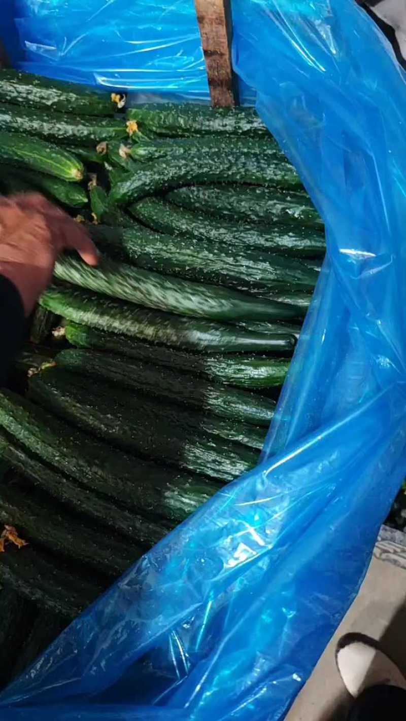 夏邑县油亮精品鲜黄瓜黑条密刺青瓤青肉基地代收代发
