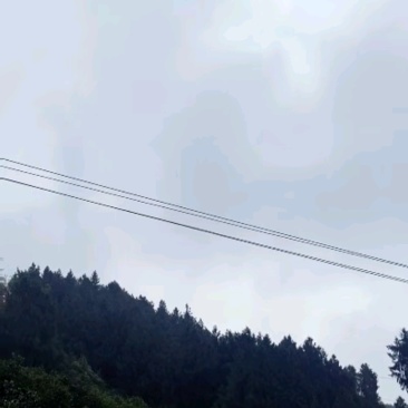 湖北脐橙伦晚脐橙一手货源，量大从优，对接市场批发商发全国