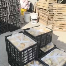 砀山梨果面干净含糖量高，产地直销，诚信交易，整车代发