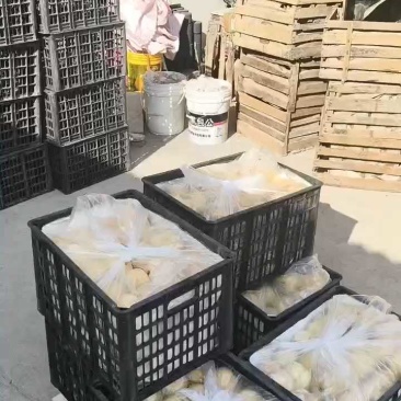 砀山梨果面干净含糖量高，产地直销，诚信交易，整车代发