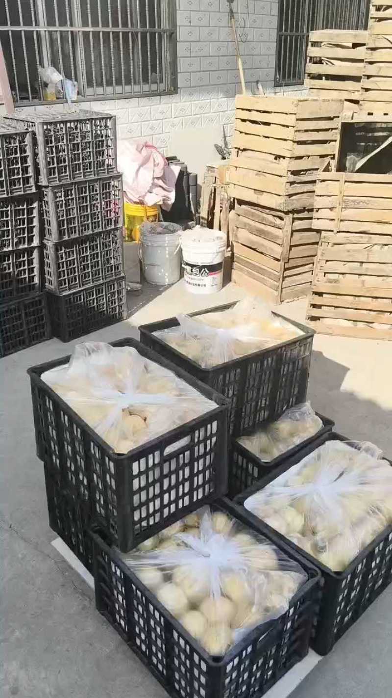 砀山梨果面干净含糖量高，产地直销，诚信交易，整车代发
