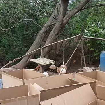 湖北荆门绿壳土鸡蛋，日产400斤，11个半一斤