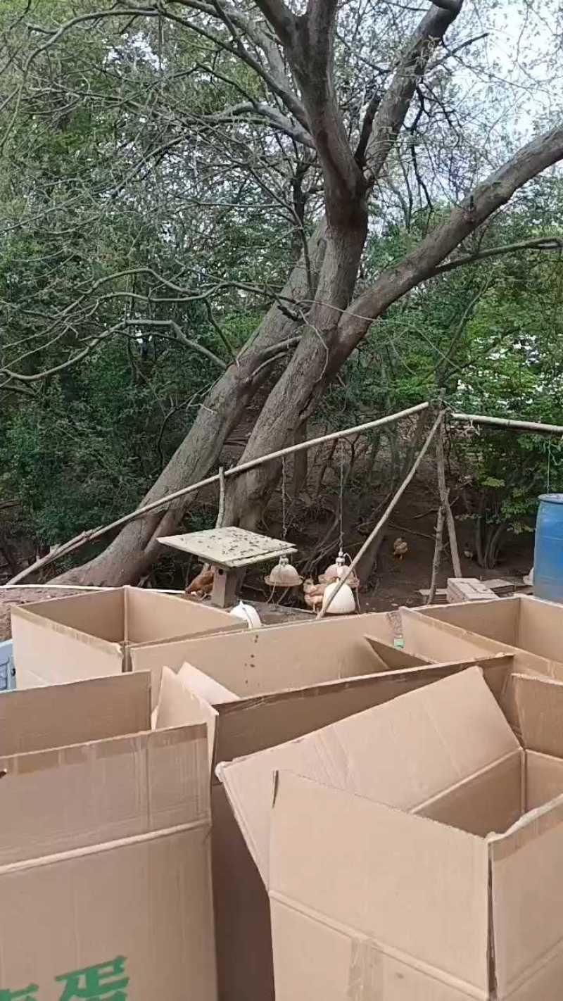 湖北荆门绿壳土鸡蛋，日产400斤，11个半一斤