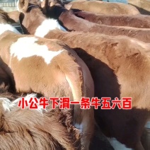 小公牛降价，每头下滑五六百，货量充足！