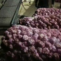 2026云南大理紫皮新鲜干蒜基地种植批发量大从优
