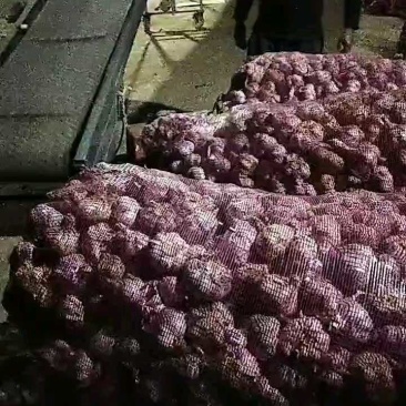2026云南大理紫皮新鲜干蒜基地种植批发量大从优
