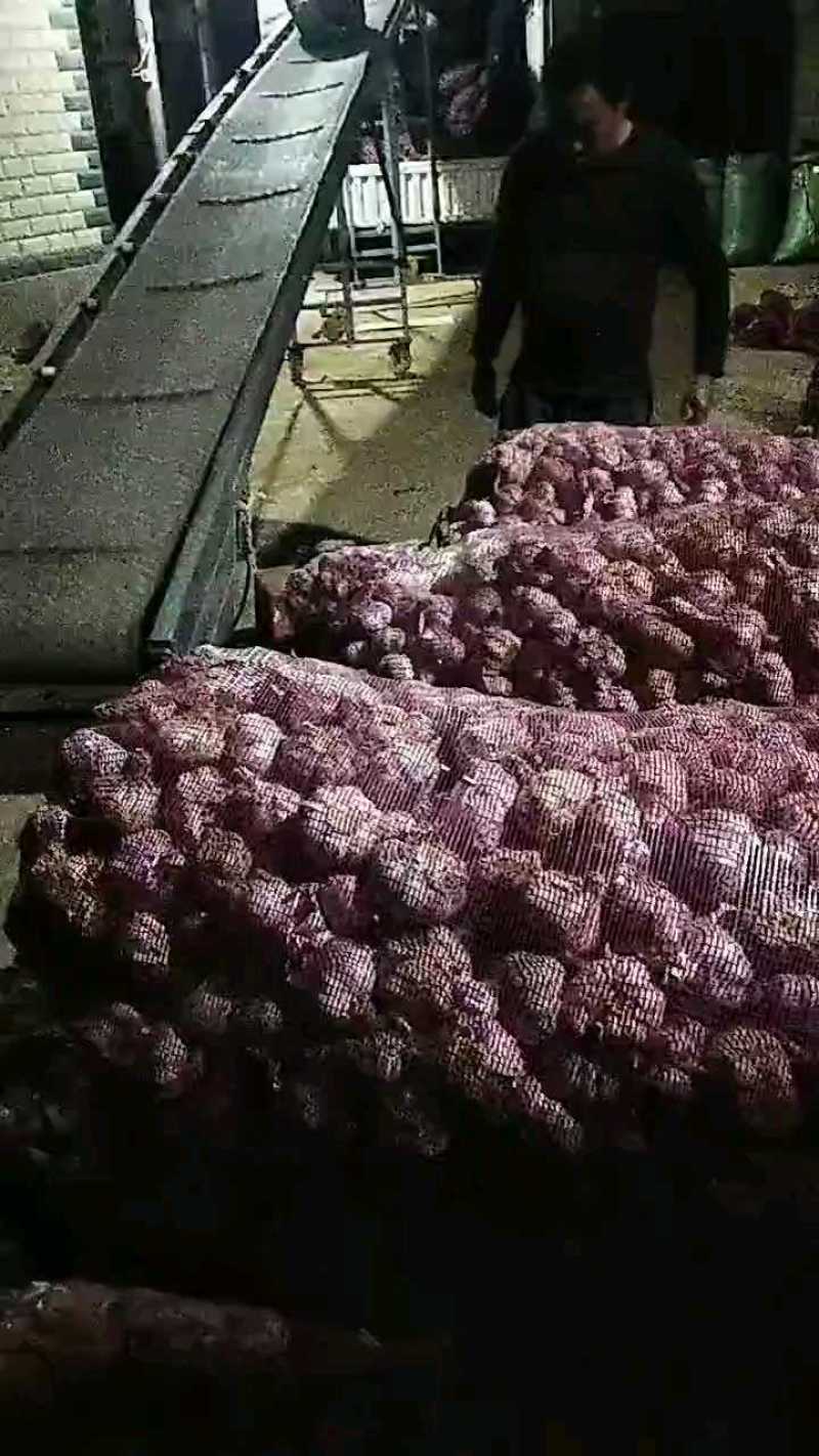 2026云南大理紫皮新鲜干蒜基地种植批发量大从优