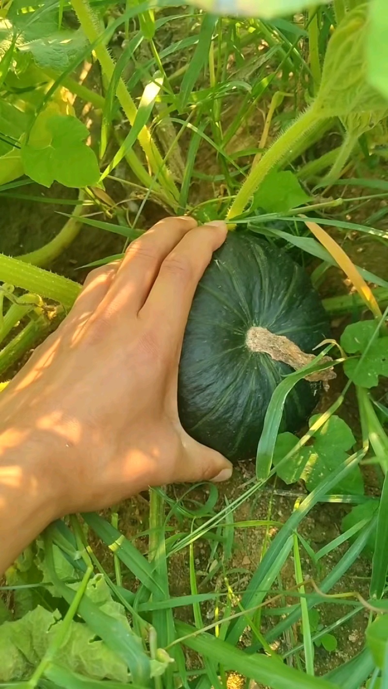 大个头晒货，品质有保障！