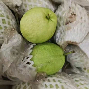 红心芭乐，三零起慢收。