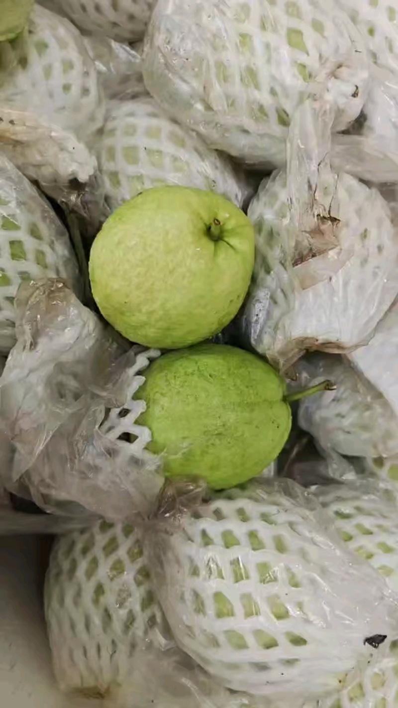 红心芭乐，三零起慢收。