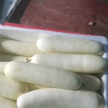 白黄瓜大量上市，条条饱满！