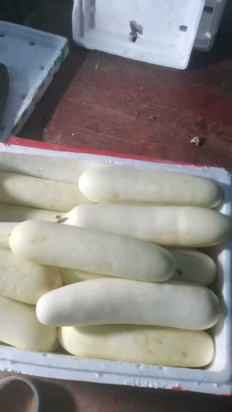 白黄瓜大量上市，条条饱满！