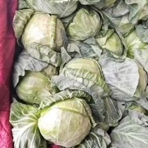 邯郸甘蓝大量到货，收货价0.35元起