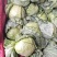 邯郸甘蓝大量到货，收货价0.35元起