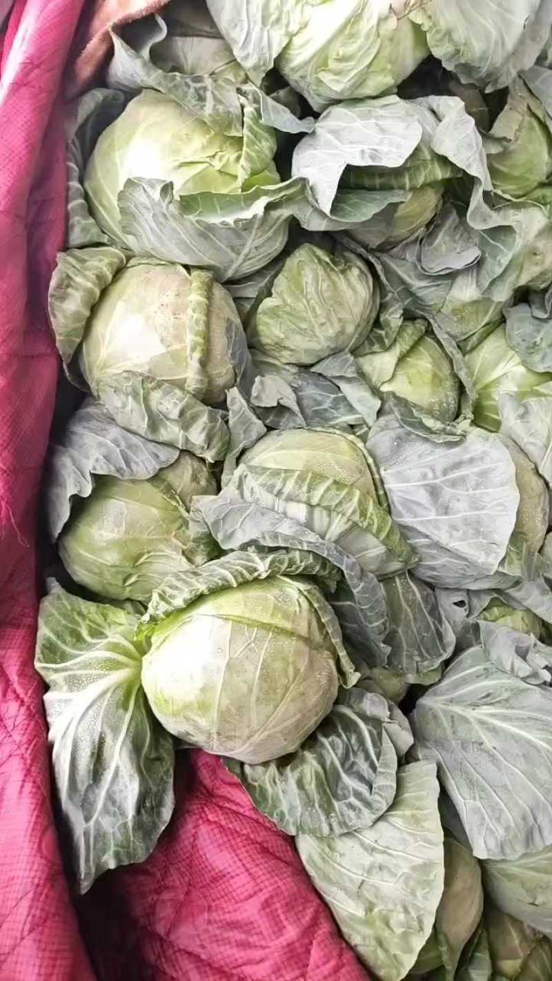 邯郸甘蓝大量到货，收货价0.35元起
