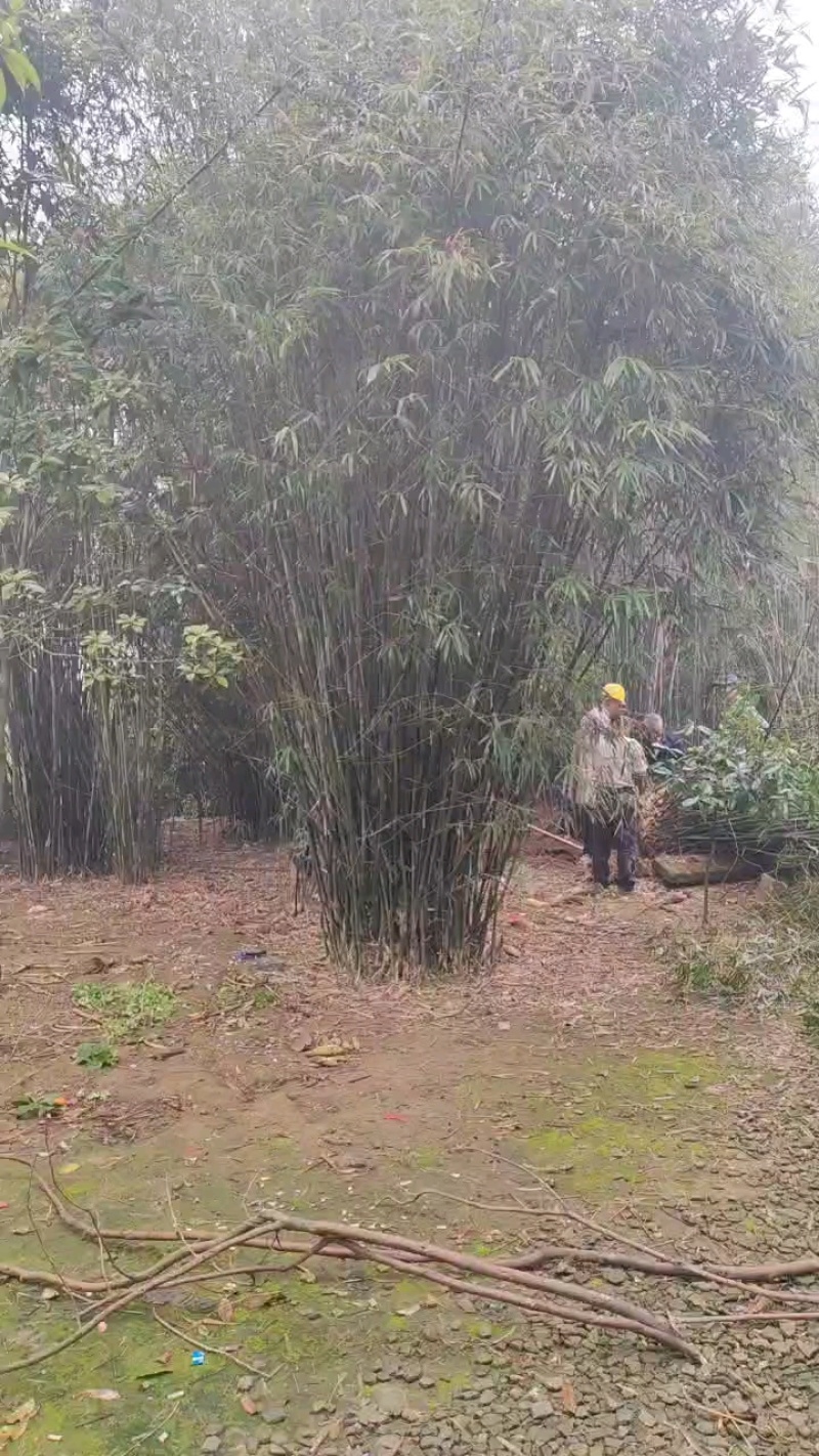 丛竹慈孝竹孝顺竹凤尾竹月竹刚竹