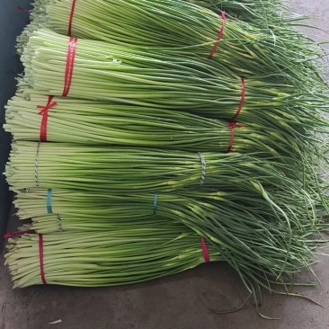 白帽蒜苔大量上市