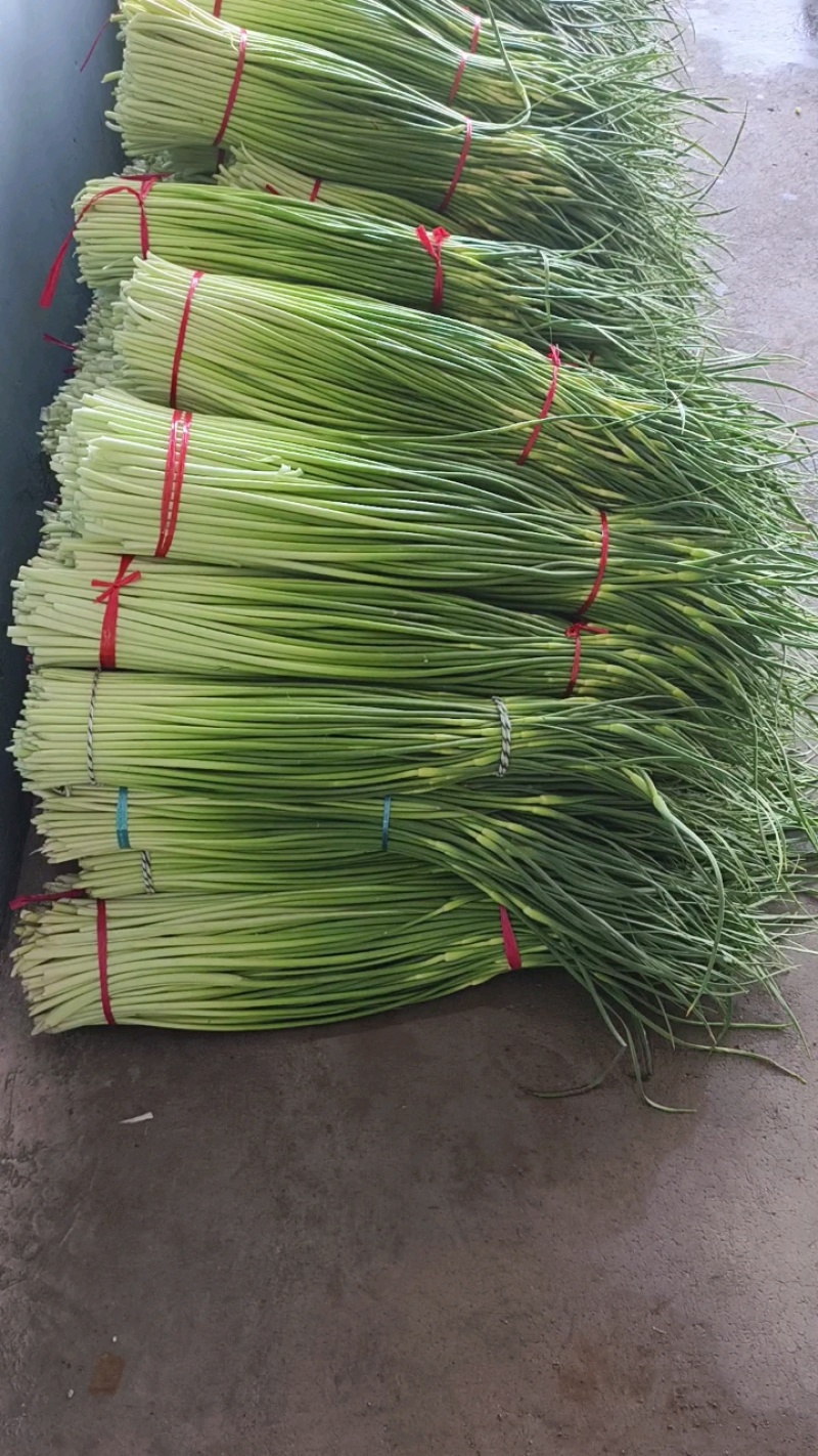 白帽蒜苔大量上市
