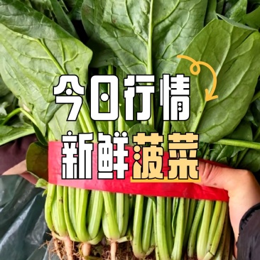 菠菜大叶菠菜河北净菜加工商超电商供货代发全国市场