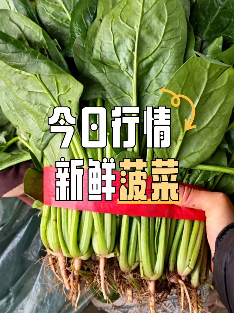菠菜大叶菠菜河北净菜加工商超电商供货代发全国市场