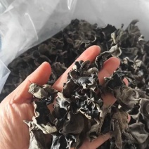 东北黑木耳1.8规格，2323元/40斤，泡发率高达12斤！