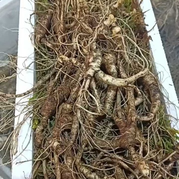 十五年林下参，老客户回购，泡酒打粉好料！