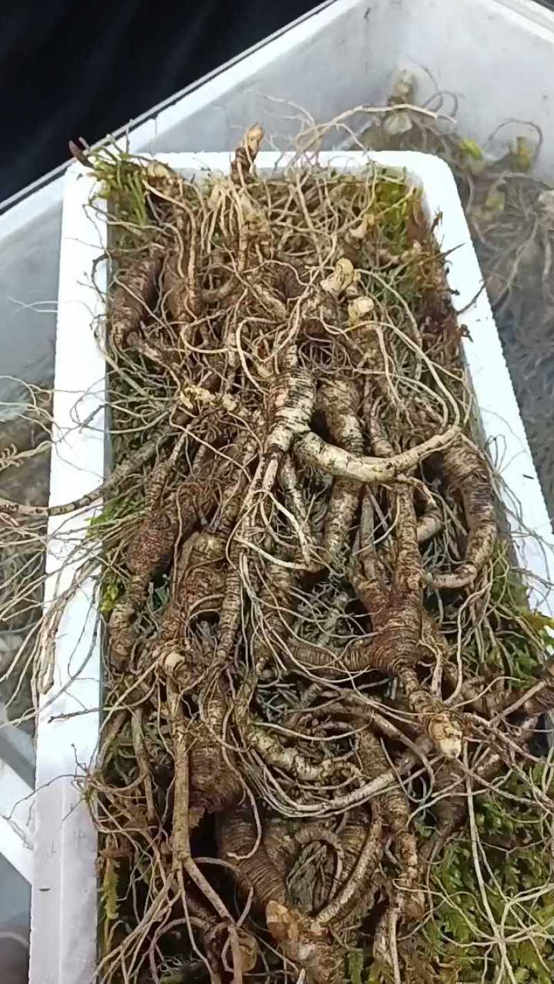 十五年林下参，老客户回购，泡酒打粉好料！
