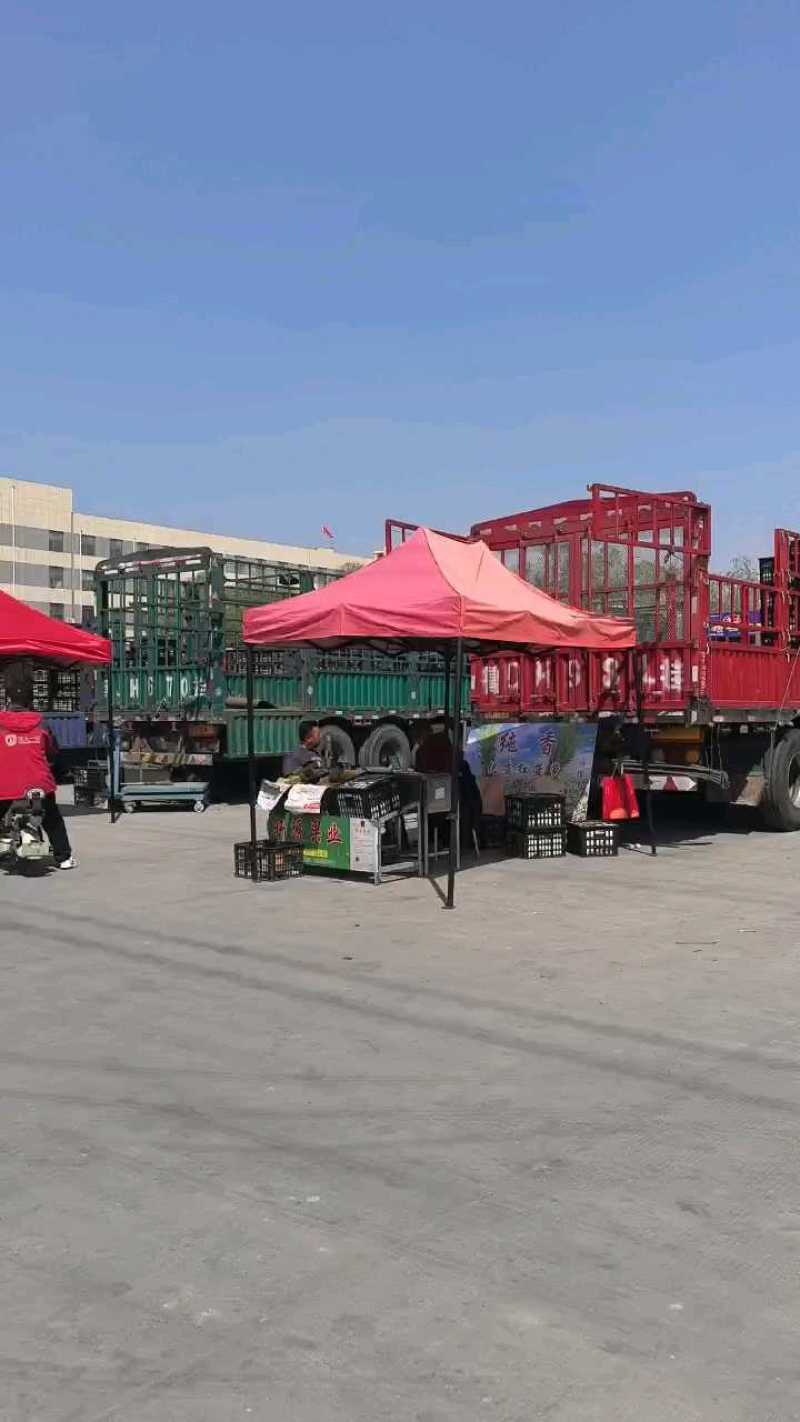 临沂菠萝价格2元，走量快一两天一车。