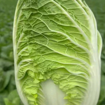 湖北天门黄心大白菜，1500亩优质货源！