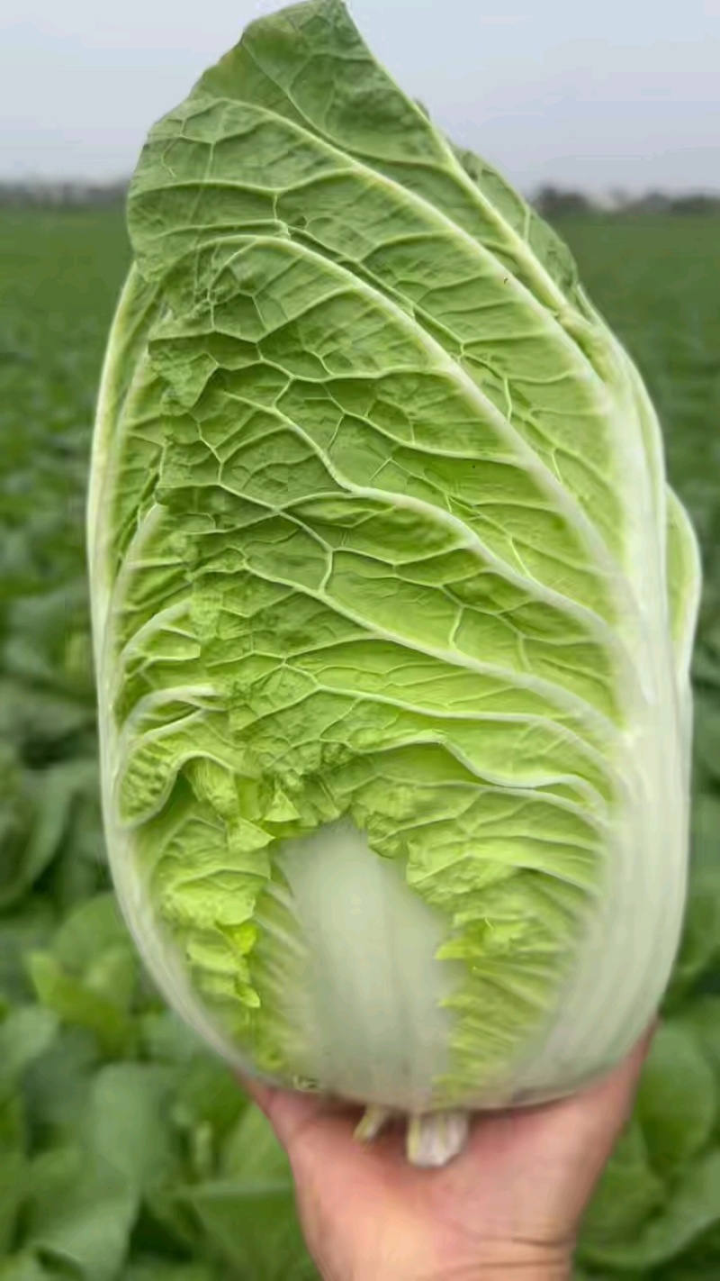 湖北天门黄心大白菜，1500亩优质货源！