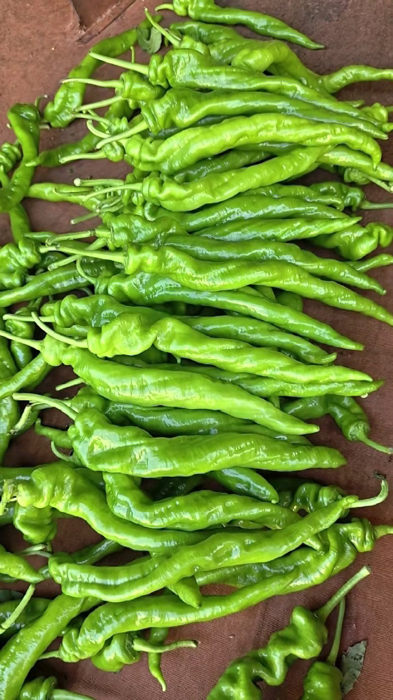 鲜青椒