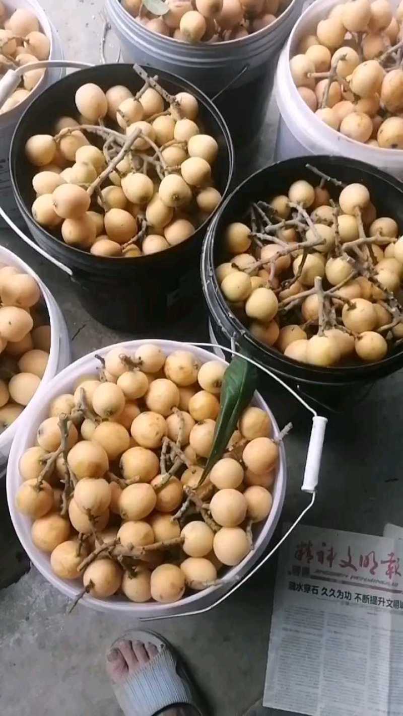 枇杷，市场果，电商果