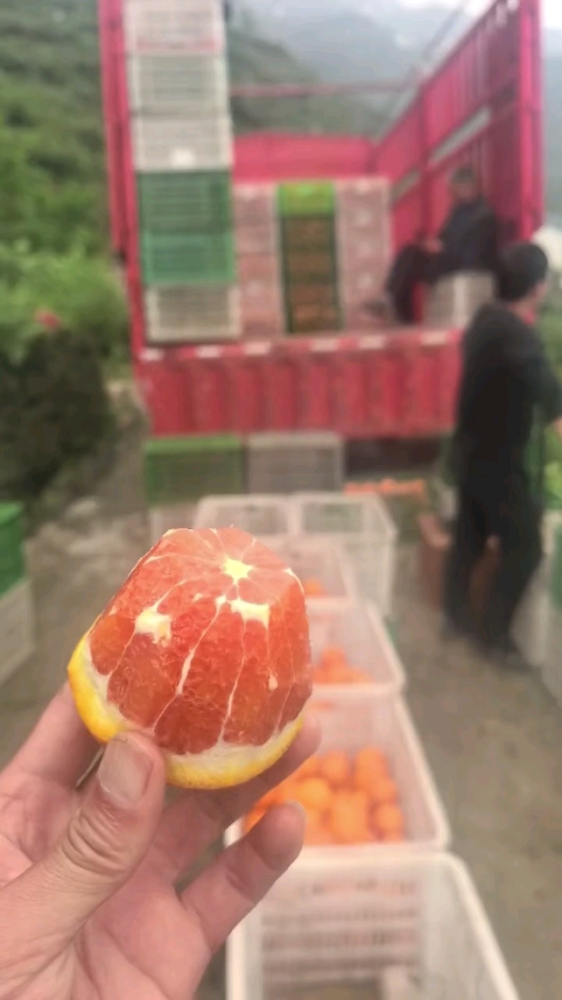 血橙/中华红橙地头批发/秭归红心橙/红橙产地一手货源