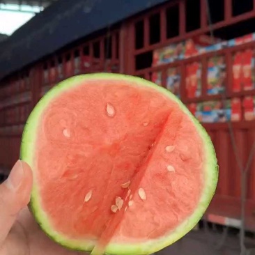 2K西瓜小糖丸西瓜早春红玉西瓜电商货市场货