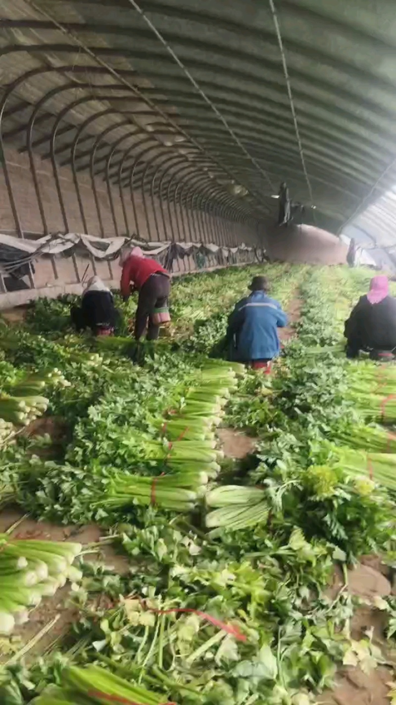 法国皇后西芹