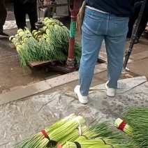 河南红帽蒜苔大量供应中，大量对接各大市场，加工厂，电商。