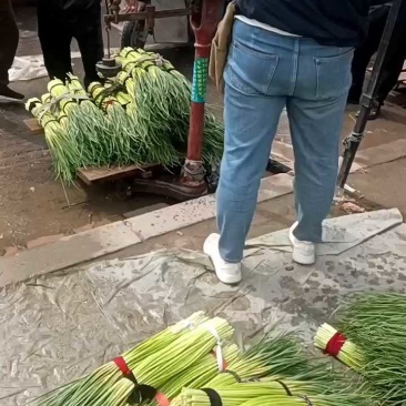 河南红帽蒜苔大量供应中，大量对接各大市场，加工厂，电商。