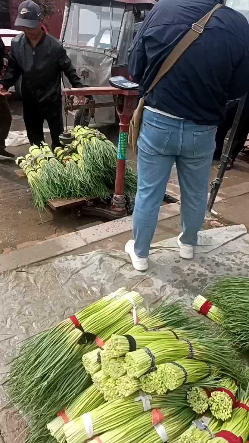 河南红帽蒜苔大量供应中，大量对接各大市场，加工厂，电商。