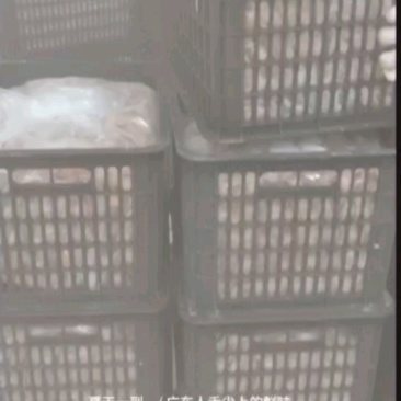 .现货：广东郁南（速冻冷藏无核黄皮果）量大价格从优。