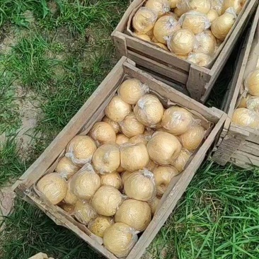 砀山酥梨大量上市中品质好价格低欢迎前来收够