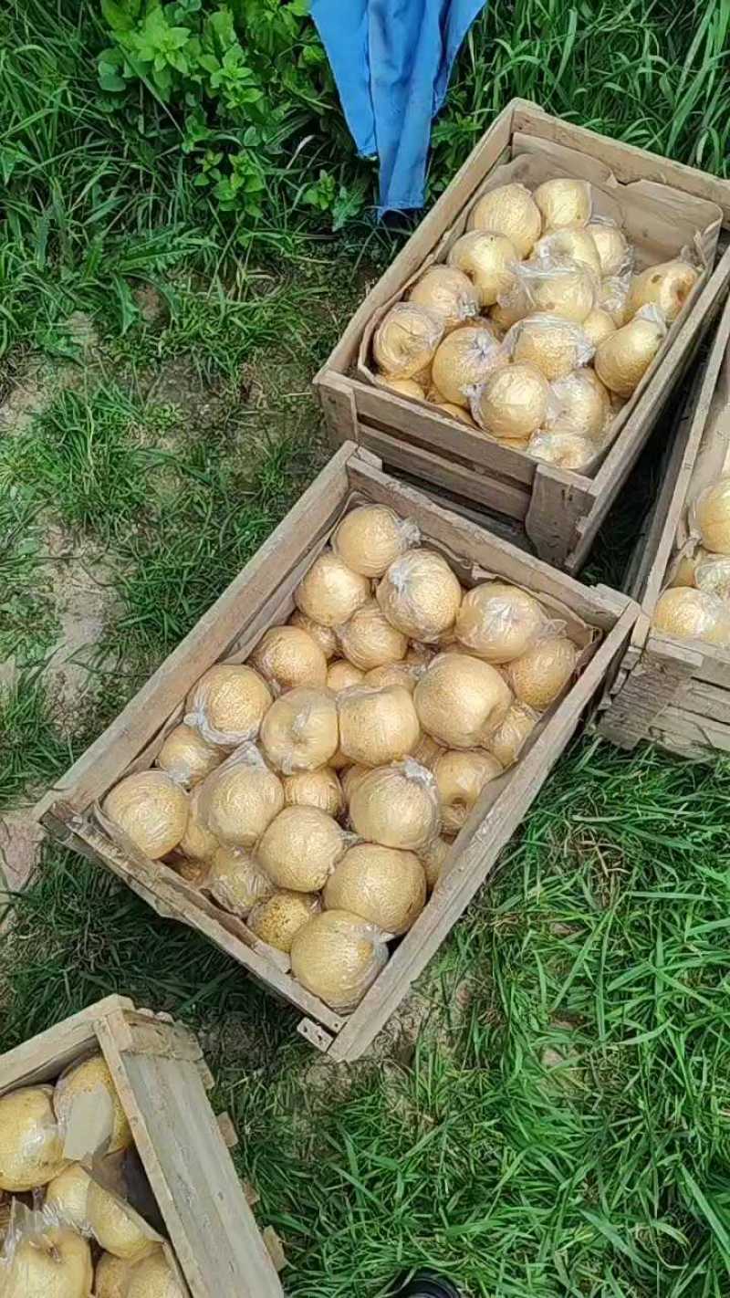 砀山酥梨大量上市中品质好价格低欢迎前来收够