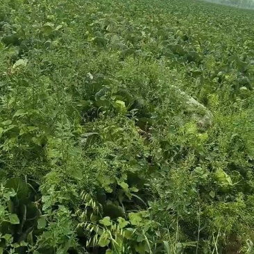 湖北精品甘蓝春菜马上上市需要的老板联系