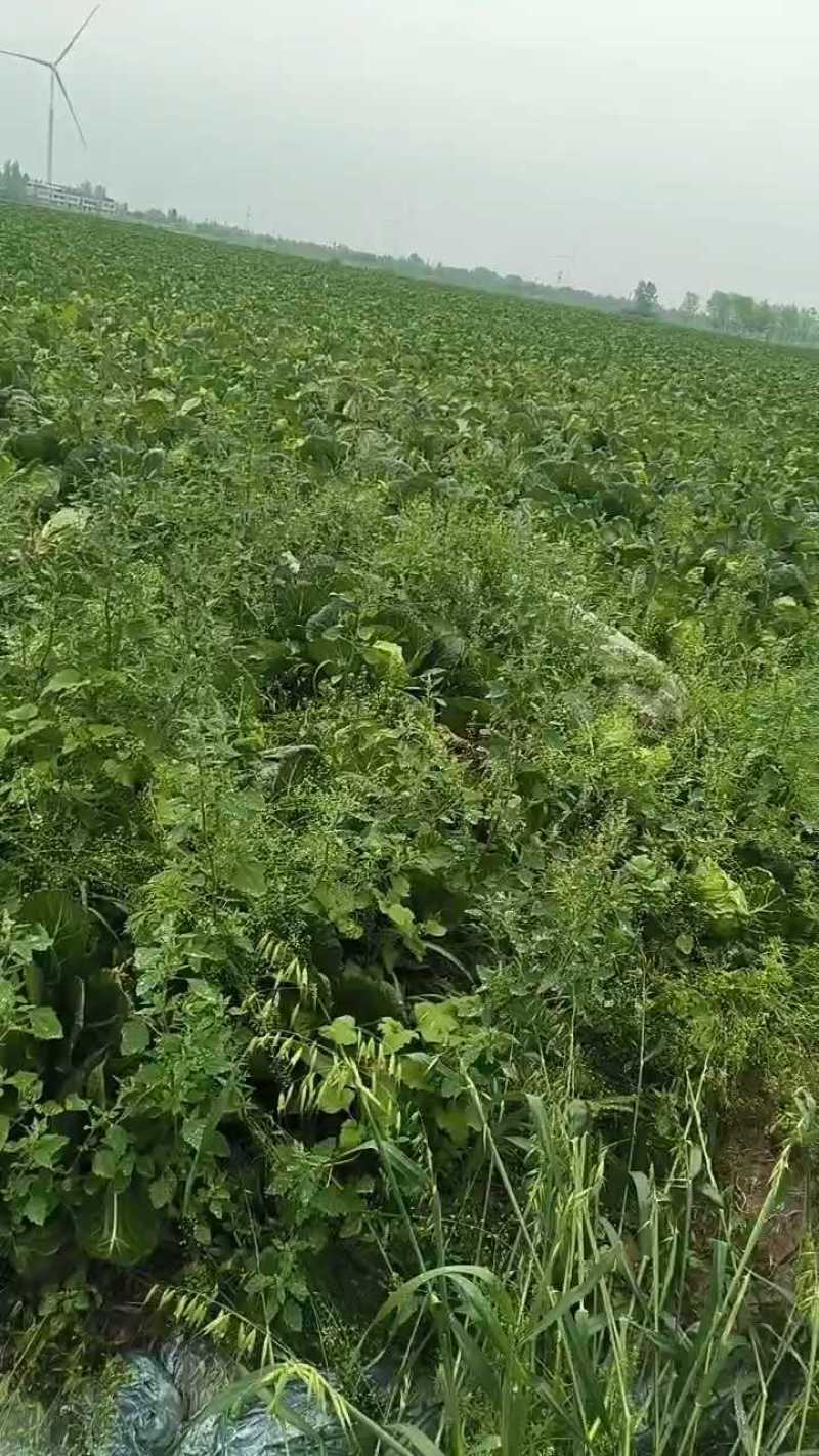 湖北精品甘蓝春菜马上上市需要的老板联系