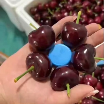 樱桃大连美早234J规格齐全大量现货保质保量