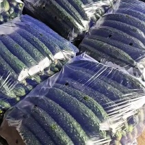 夏邑精品密刺黄瓜产地直供质量上乘价格美丽欢迎订购