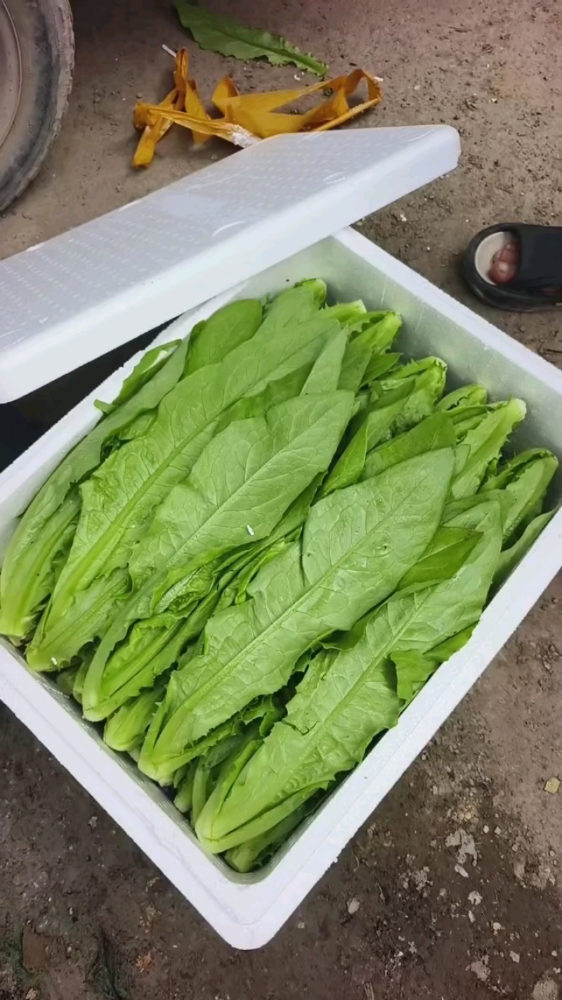 河北油麦菜精品油麦菜全国发货货量充足配花车
