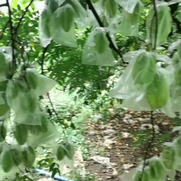 杨桃