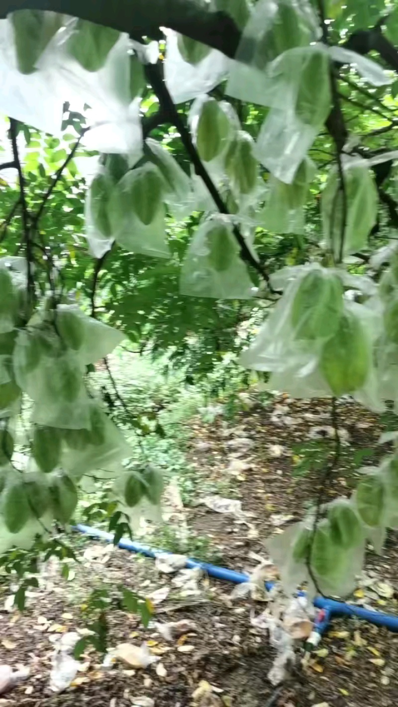 杨桃