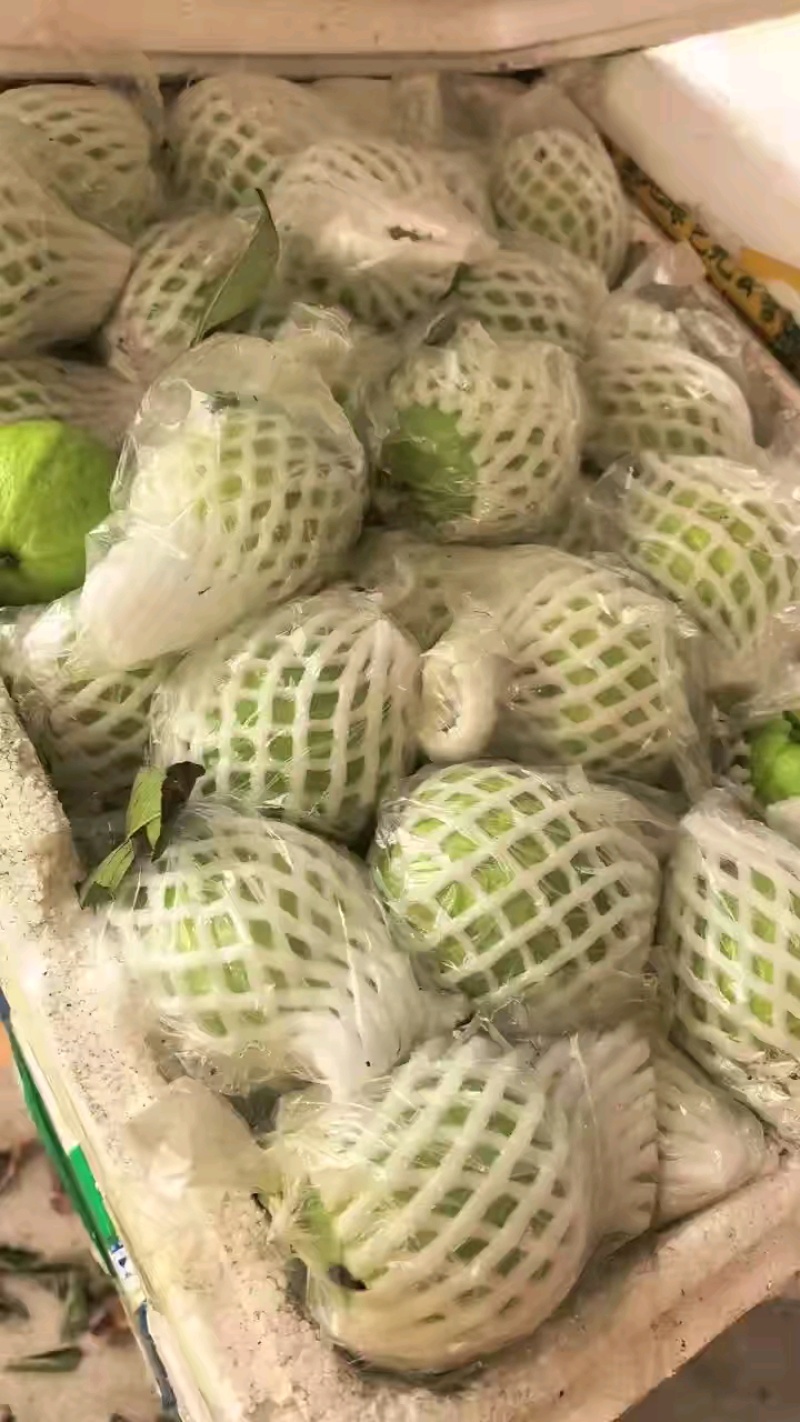 白心芭乐，白心番石榴，产地货源，果园种植，可视频看货