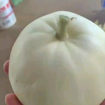 广西南宁精品银辉甜瓜即将上市，肉脆口感甜